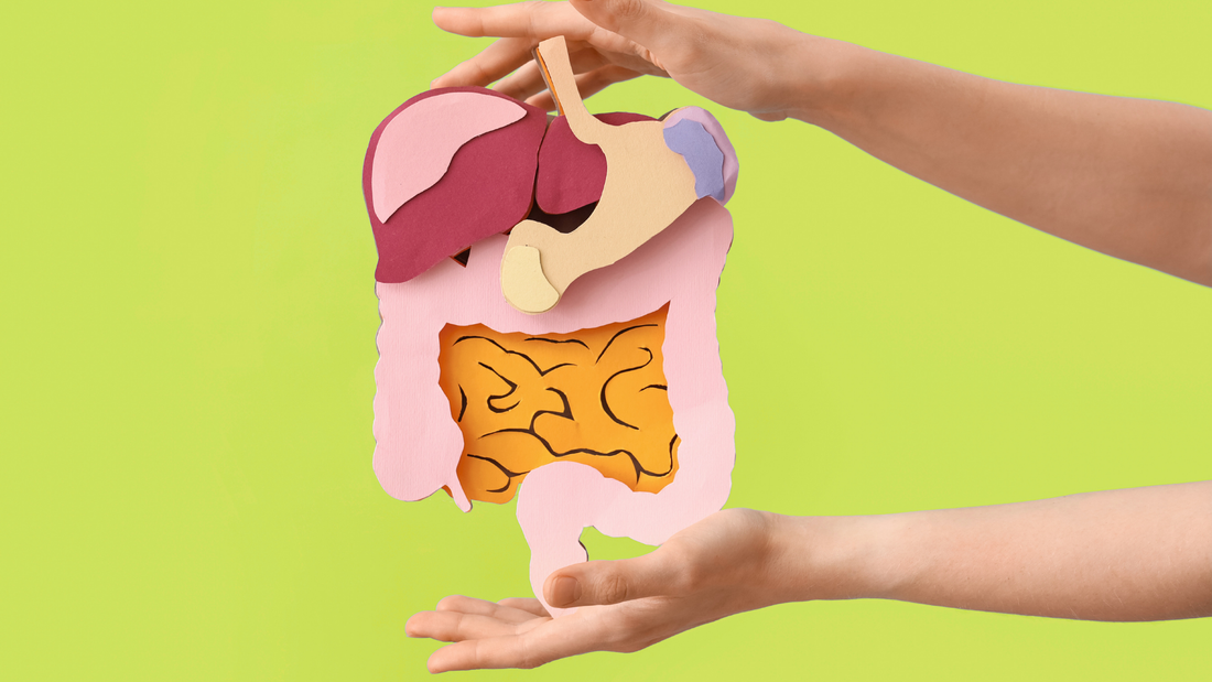 The Gut–Brain Link: Why “Gut Feeling” Isn’t Just a Cute Collection Name